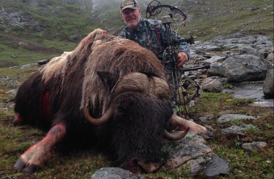 Musk ox hunting Greenland