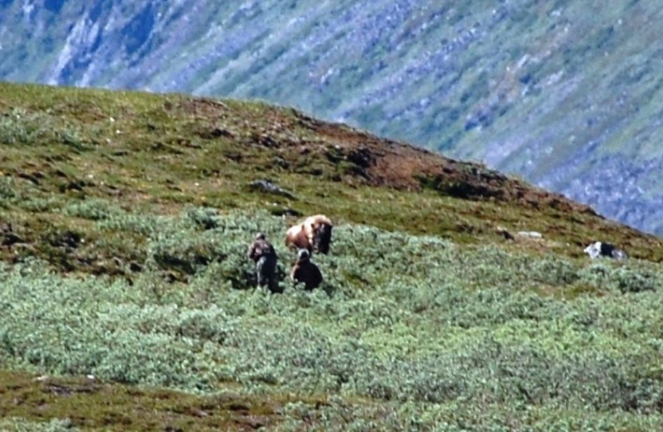 Spot and stalk musk ox hunting in Greenland
