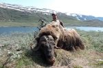 Musk ox hunting