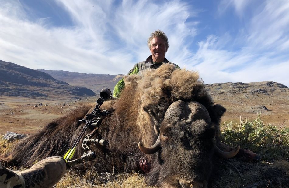 Muskox Bowhunting in Greenland