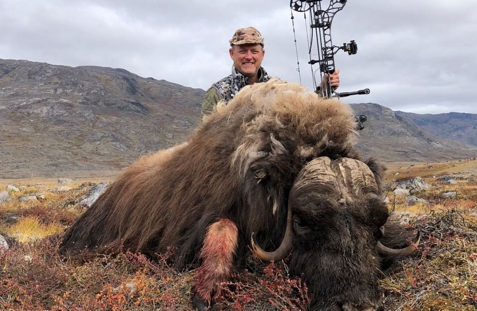 Muskox Kangerlussuaq 2021