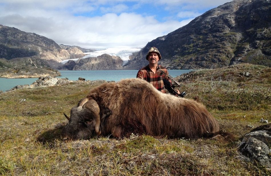 Bowhunting muskoxen in Greenland in 2016 
