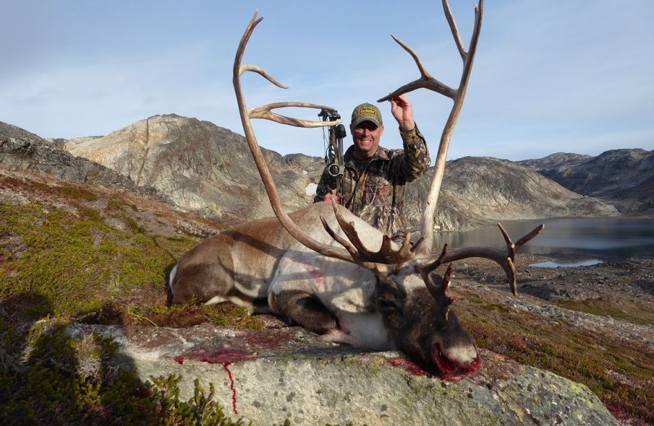 muskoxen in greenland bowhunting