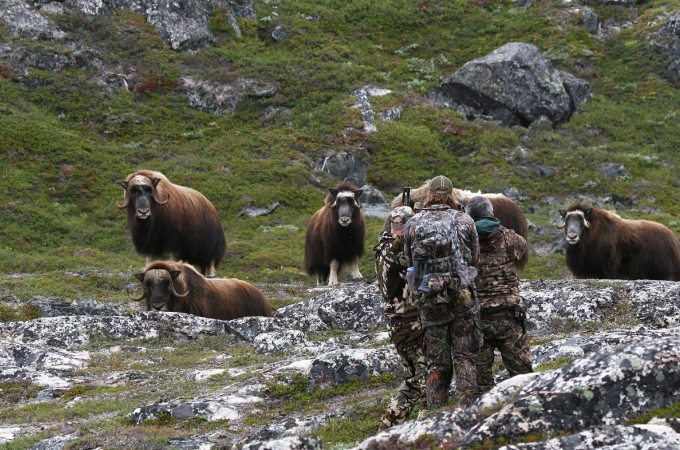Greenland Hunting