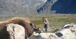 Musk ox hunting