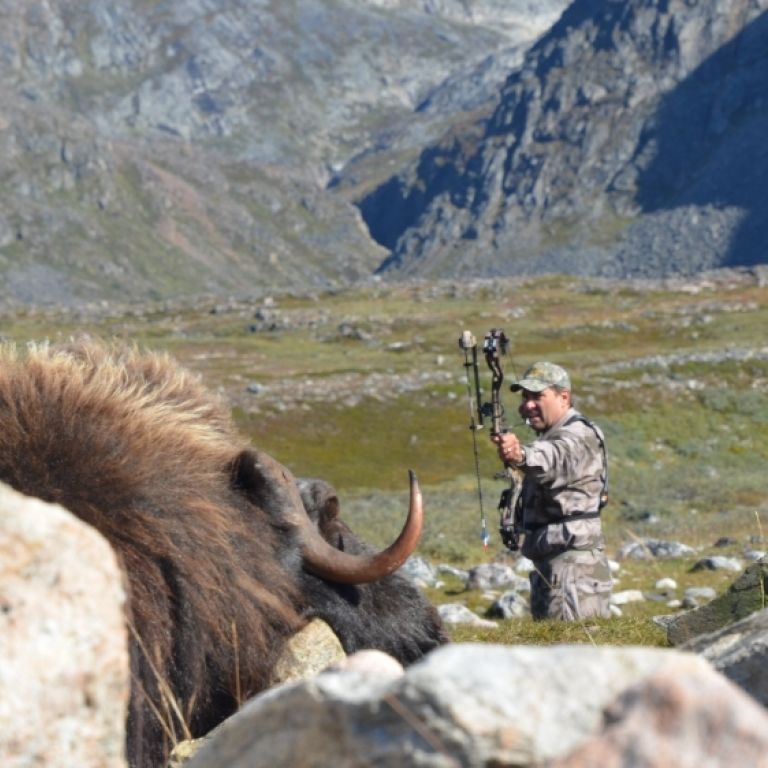 Musk ox hunting