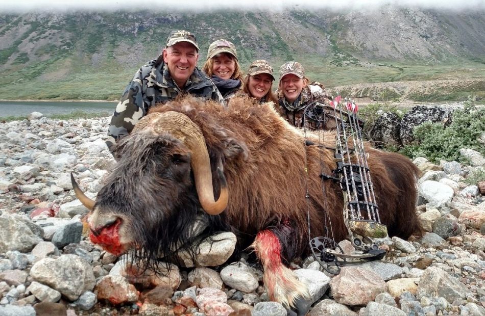 Muskox Greenland Bowhunting