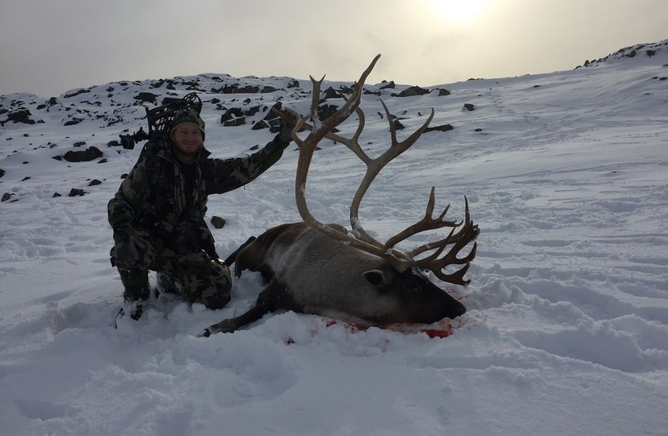 Central Barren Ground Canada Caribou  