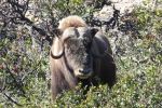 Muskox bowhunting bull