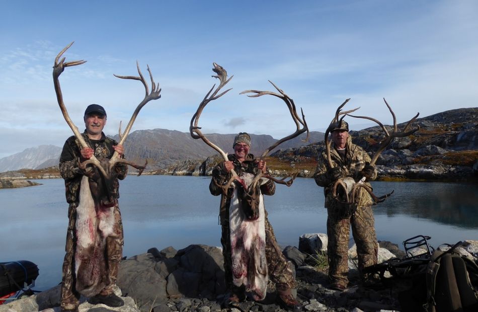 muskox greenland bowhunts