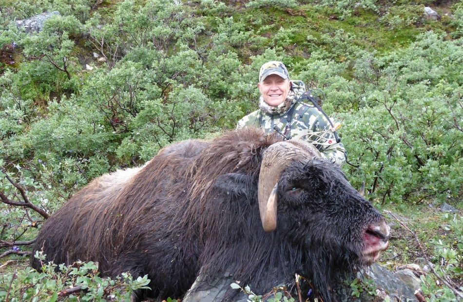 Bow hunting in Greenland musk ox
