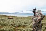 Musk ox bowhunting in Greenland