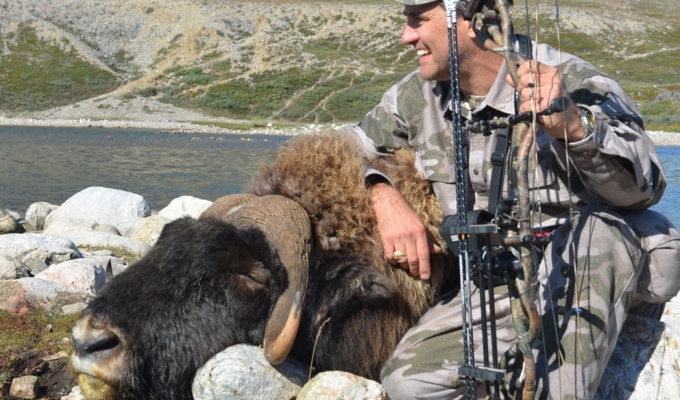 Bowhunting Musk Ox Greenland 