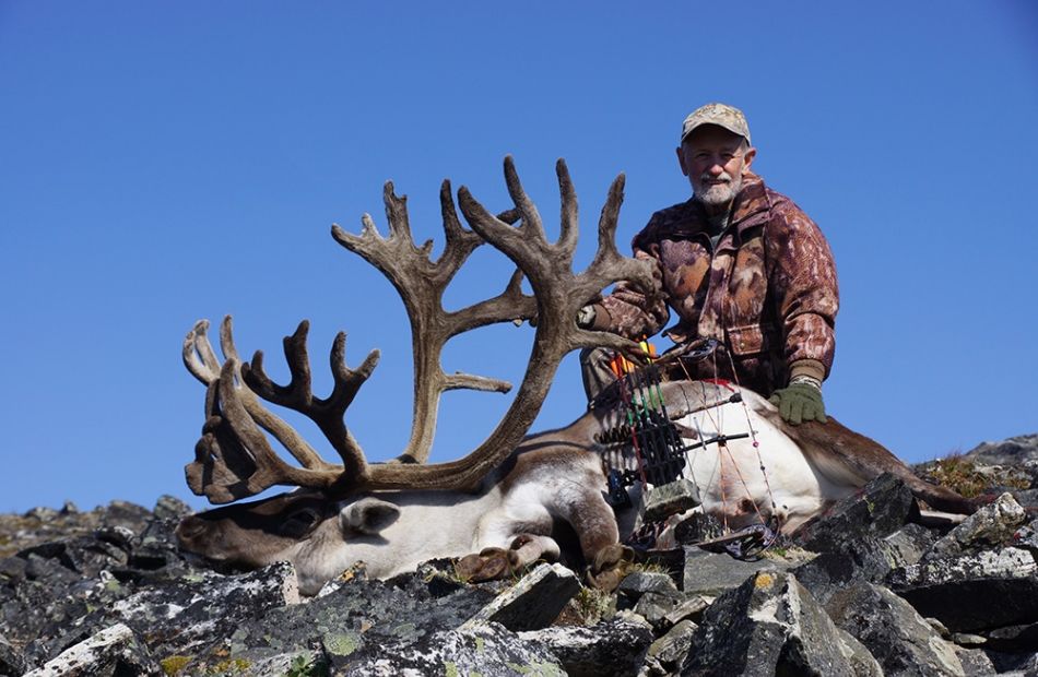 Musk ox bow and arrow Greenland