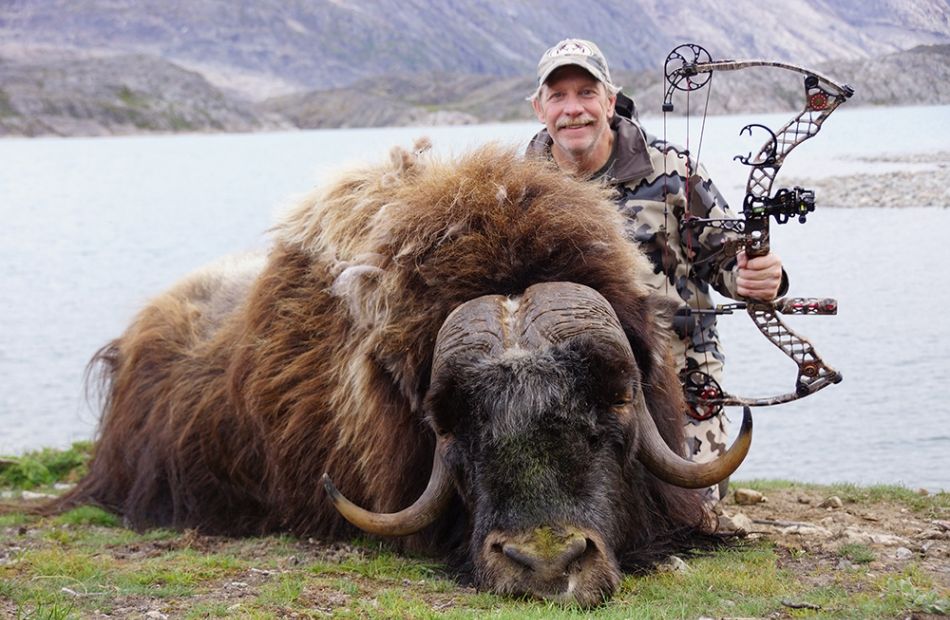 Muskox trophy bowhunt in Greenland