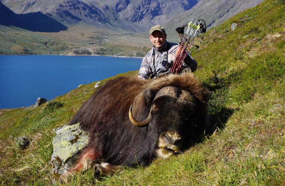 Muskox bowhunting, bowsite 2013