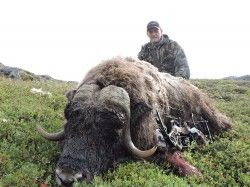 Facts About and Muskox Hunting 