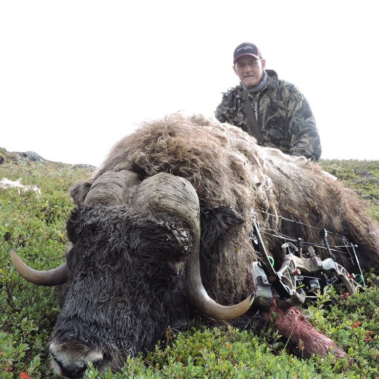 Facts About and Muskox Hunting 