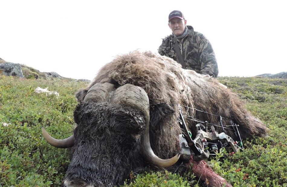 Trophy hunting in Greenland