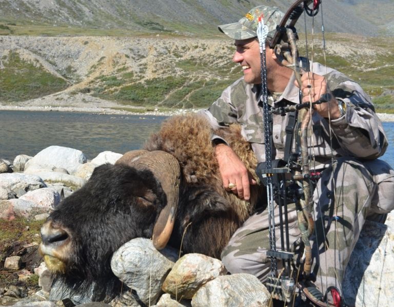 Muskox hunting in Greenland