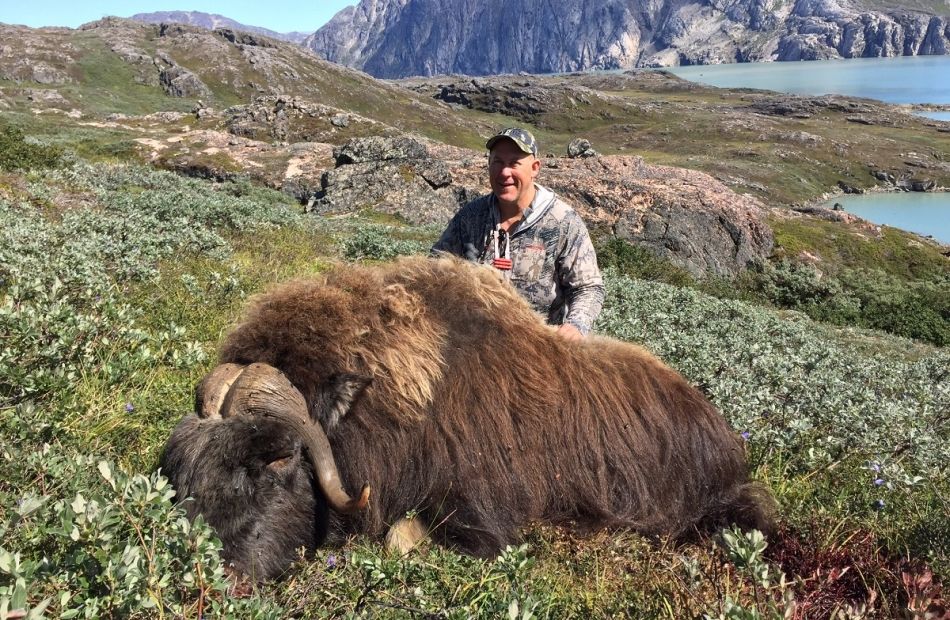 bowhuntinggreenland Musk ox