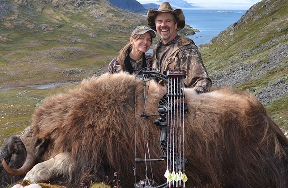 Muskox bowhunting Greenland