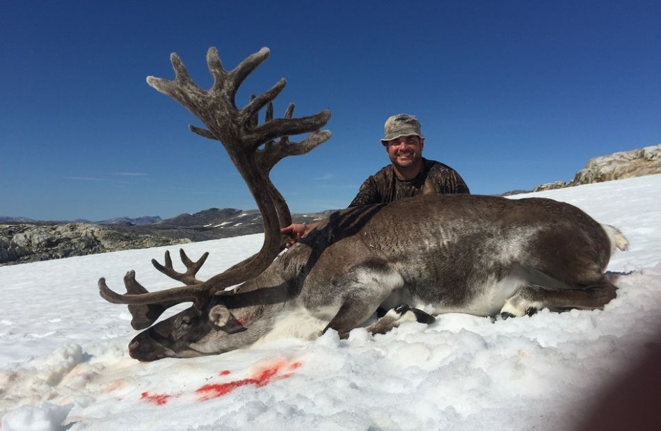 Caribou bowhuntinggreenland