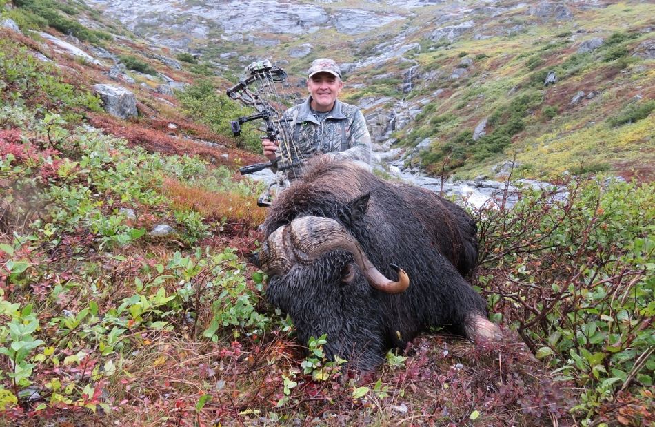 muskox greenland bowhunt